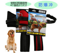 金色品質，寵愛無價 探索高端寵物用品世界